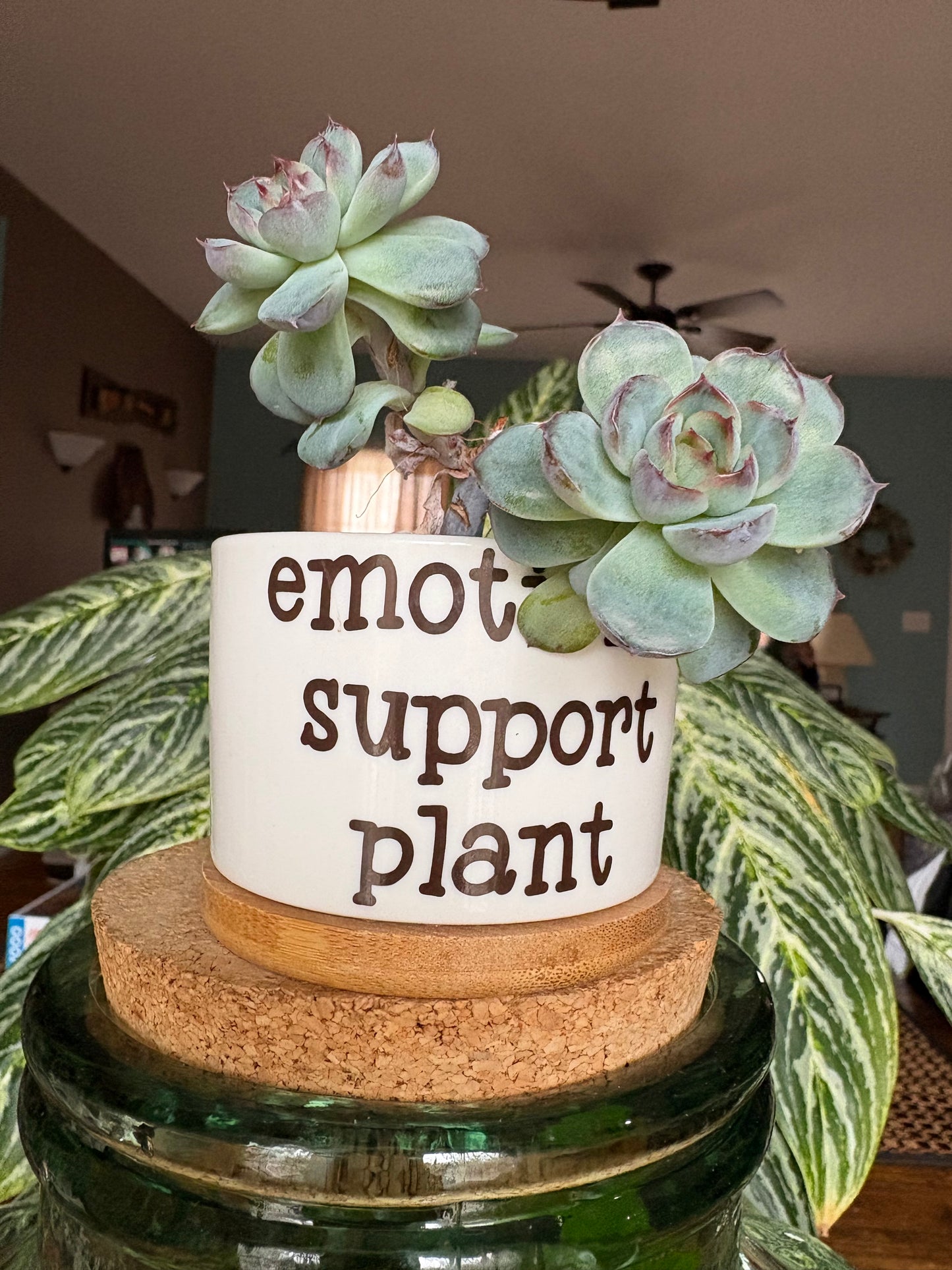 Funny plants